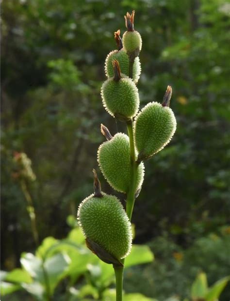 蓮蕉葉用途|蓮蕉:蓮蕉，又名連召，為多年生草本植物，味甘、性平，主治肝。